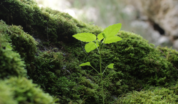 Universidad Abierta de TLAXCALA